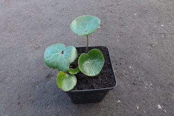 Zdjęcie dodatkowe