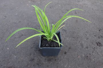 Zdjęcie dodatkowe