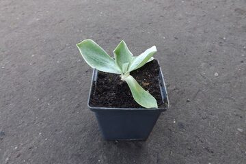 Zdjęcie dodatkowe