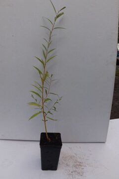 Zdjęcie dodatkowe