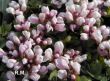 Aethionema oppositifolium (skrzydlinka naprzeciwlistna) różowa	