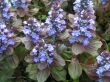 Ajuga reptans (dąbrówka rozłogowa), niebieski, V-VI
