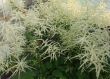 Aruncus vulgaris (parzydło leśne), biały, VI-VII