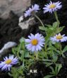 Aster alpinus (aster alpejski-miniaturowy) niebieski, V-VI