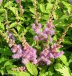 Astilbe chinensis pumila (tawułka chińska- niska ) - różowy, VIII-IX	