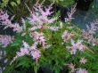 Astilbe simplicifolia (tawułka pojedynczolistna) - lilaróż, VII-VIII