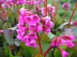 Bergenia cordifolia (bergenia sercolistna) - różowy	