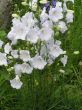 Campanula persicifolia(dzwonek brzoskwiniolistny)- biały, V-VI	