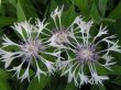 Centaurea montana(chaber górski) - biały, miododajna, V-VII