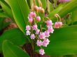 Convallaria rosea (konwalia różowa ), różowy, V
