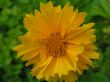Coreopsis lanceolata (nachyłek lancetowaty)