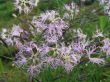 Dianthus superbus (goździk pyszny) - bladoróżowy, VII-VIII	