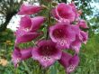 Digitalis purpurea (naparstnica purpurowa)-mix- w odcieniu różowym