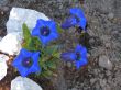 Gentiana acaulis (goryczka bezłodygowa)