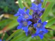Gentiana langustifolia ( goryczka długolistna) niebieski, VI-VIII