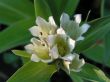 Gentiana tibetica ( goryczka tybetańska), biały, VI-VII