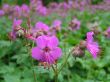 Geranium  dalmaticum ( bodziszek dalmacki) różowy, VI-IX