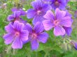 Geranium platypetalum ( bodziszek wielkopłatkowy) niebieski, V-VI