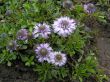 Globularia cordifolia (kulnik sercolistny fioletowy, IV-VI	
