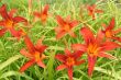 Hemerocallis (liliowiec-drobny kwiat)- czerwony, na obwódki wys.ok 50 cm, VI-VIII