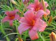 Hemerocallis (liliowiec-duży kwiat) - różowy, VI-VIII