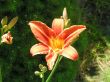 Hemerocallis (liliowiec- średni  kwiat)- ceglasty wys. ok 80 cm, VII