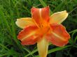 Hemerocallis (liliowiec-duży kwiat)-żółto-pomarańczowy, VII