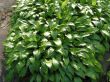 Hosta lancifolia (funkia lancetolistna )- fioletowy, iście wąskie ciemno zielone, VII-IX