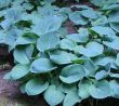 Hosta sieboldiana (funkia Siebolda) biały, liście duże, niebieskawe, VI