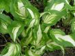 Hosta undulata (funkia falista)