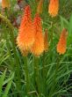Kniphofia (trytoma) - żółto-pomarańczowy, V-VII