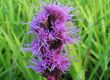 Liatris spicata (liatra kłosowa) - różowy,VII-VIII