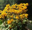 Ligularia dentata Desdemona (języczka Desdemona ) żółty, VII-VIII