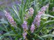 Liriope muscari (liriope), fioletowy,VIII-IX