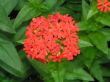 Lychnis chalcedonica (firletka chalcedońska)-czerwony