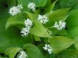 Maianthemum bifolium (konwalijka dwulistna), biały, V-VI