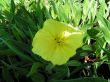 Oenothera missouriensis (wiesiołek missouryjski)-żółty