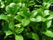 Pachysandra terminalis (runianka japońska ) kremowy, V