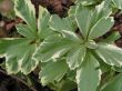 Pachysandra terminalis Variegata (runianka japońska variegata) kremowy, V