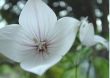 Platycodon grandiflorum (rozwar wielkokwiatowy)-biały 