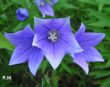 Platycodon grandiflorum (rozwar wielkokwiatowy) niebieski, VI-VII