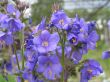 Polemonium coeruleum (wielosił błękitny)	