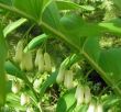 Polygonatum multiflorum (kokoryczka wielokwiatowa) biały, V-VI