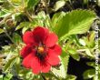 Potentilla atrosanguinea (pięciornik krwisty) czerwony, VI-VII