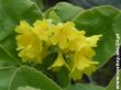 Primula auricula (pierwiosnek łyszczak ) żółty, IV-VI