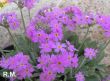 Primula farinosa (pierwiosnek omączony )