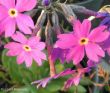 Primula halleri (pierwiosnek Hallera) różowy, IV-V