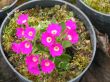 Primula venusta (pierwiosnek Venusta )- karminowy  