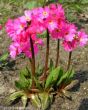 Primula rosea (pierwiosnek różowy) karminowy, III- IV