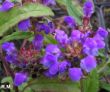 Prunella grandiflora (głowienka wielkokwiatowa) - fioletowy, VI-IX